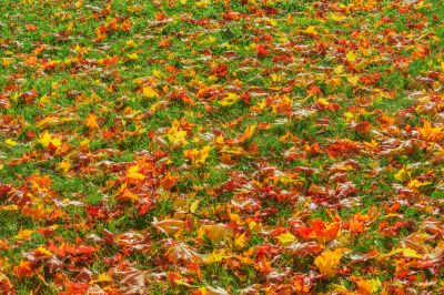 Autumn Lawn Care